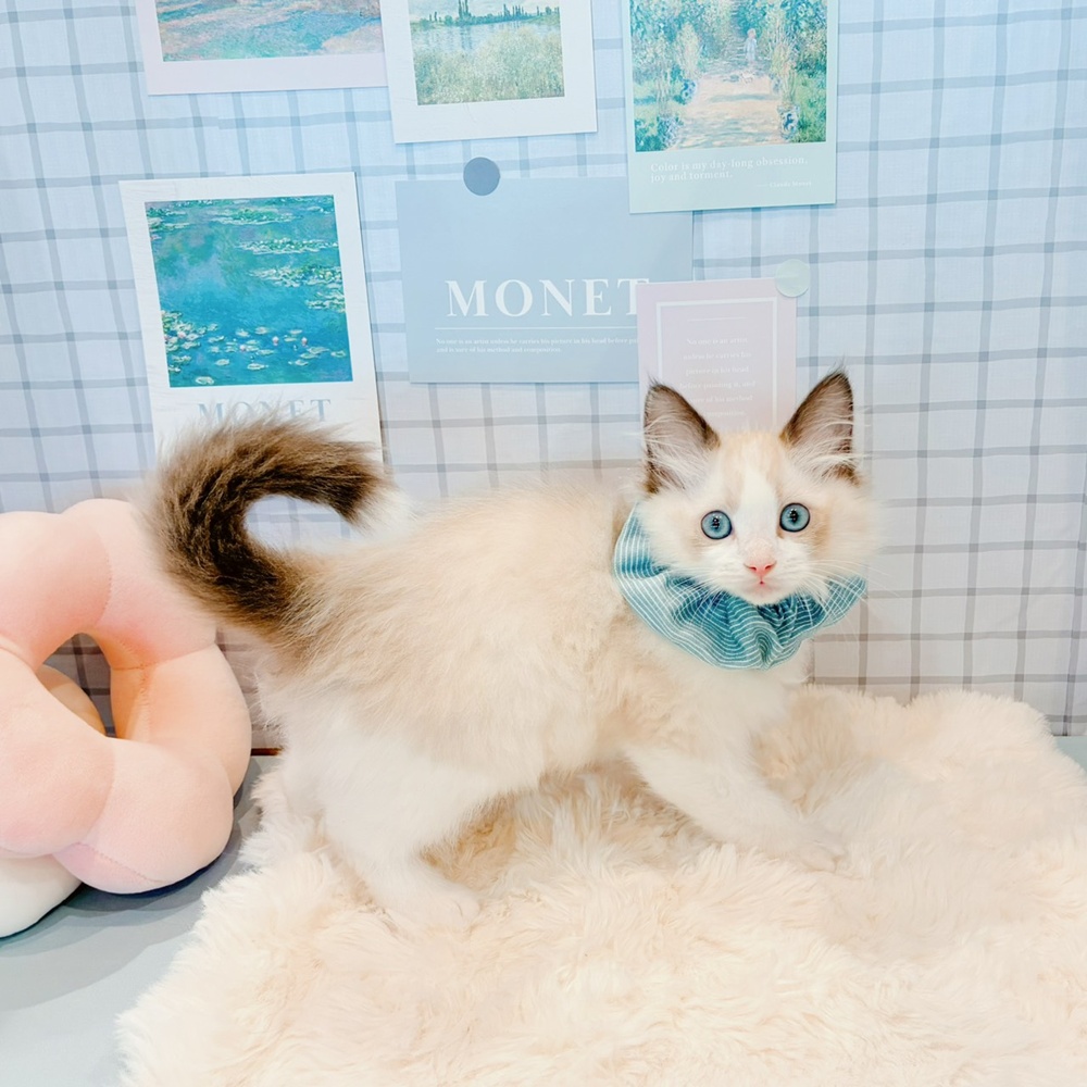 福井県のラグドール (犬の家＆猫の里福井店/2026年3月18日生まれ/男の子/シールポイントバイカラー)の子猫の4枚目の画像
