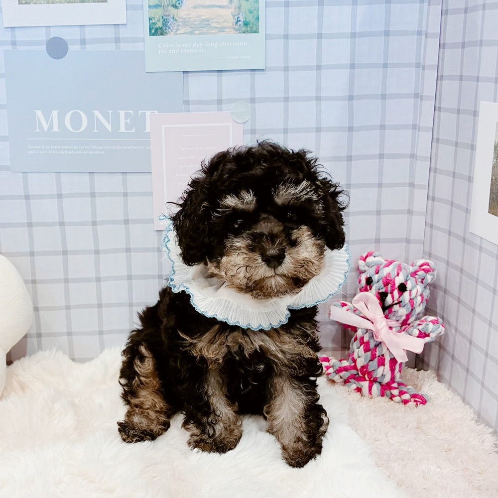 福井県のトイプードル(トイ) (犬の家＆猫の里福井店/2026年4月4日生まれ/男の子/グレーホワイト)の子犬の4枚目の画像