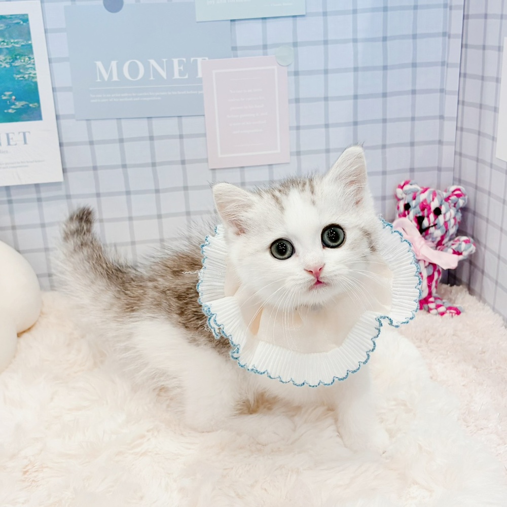 福井県のミヌエット (犬の家＆猫の里福井店/2026年4月5日生まれ/男の子/シルバータビーホワイト)の子猫の4枚目の画像