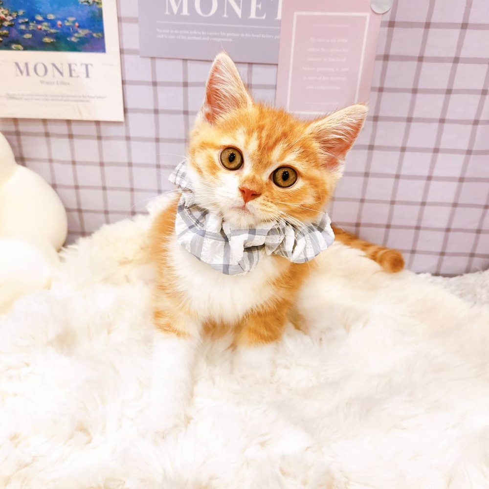 福井県のスコティッシュストレート (犬の家＆猫の里福井店/2026年4月13日生まれ/男の子/レッドタビーホワイト)の子猫の1枚目の画像