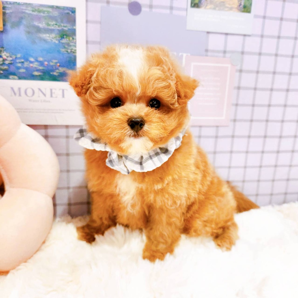 福井県のポメプー(ポメラニアン×プードル) (犬の家＆猫の里福井店/2026年4月20日生まれ/男の子/クリーム)の子犬の4枚目の画像