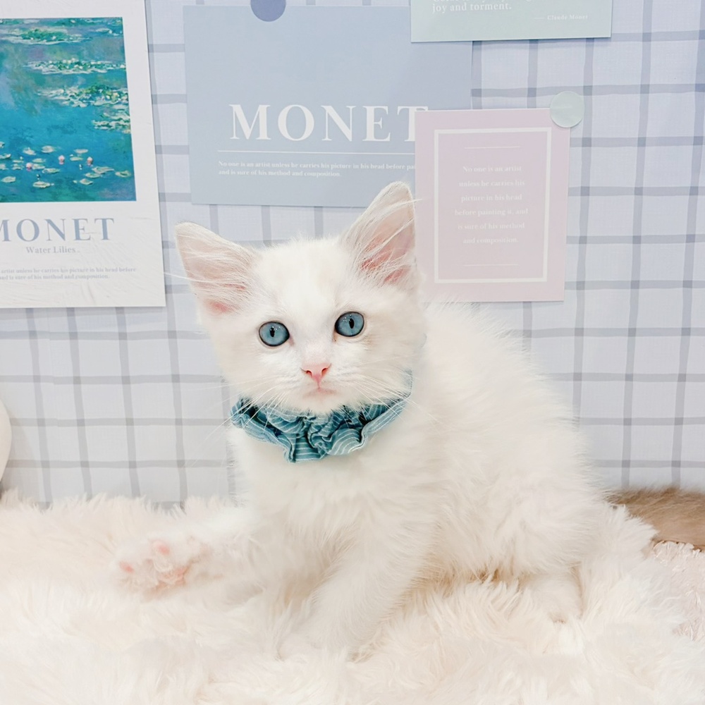 福井県のラグドール (犬の家＆猫の里アミーゴ福井店/2026年4月20日生まれ/男の子/ブルーポイントバイカラー)の子猫の4枚目の画像