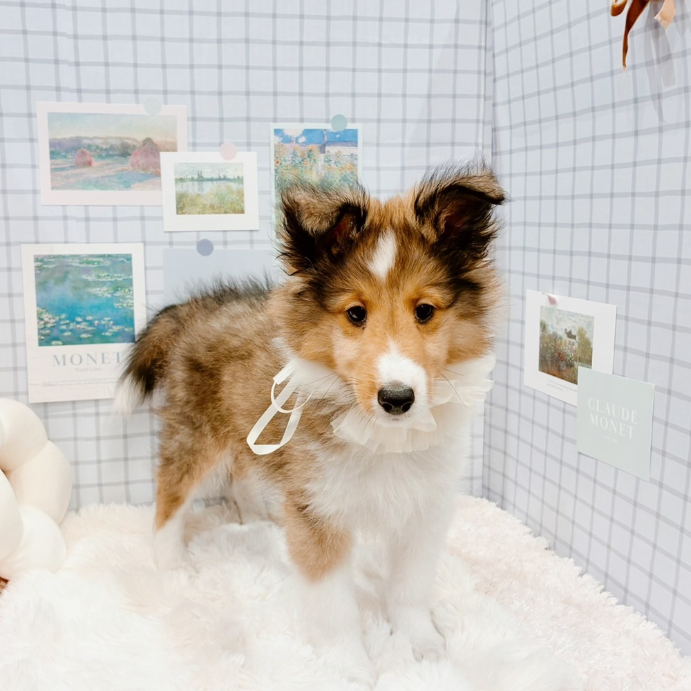 福井県のシェットランドシープドッグ (犬の家＆猫の里福井店/2026年4月18日生まれ/男の子/セーブルホワイト)の子犬の4枚目の画像