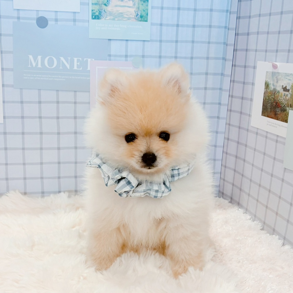 福井県のポメラニアン (犬の家＆猫の里福井店/2026年5月2日生まれ/男の子/クリーム)の子犬の1枚目の画像