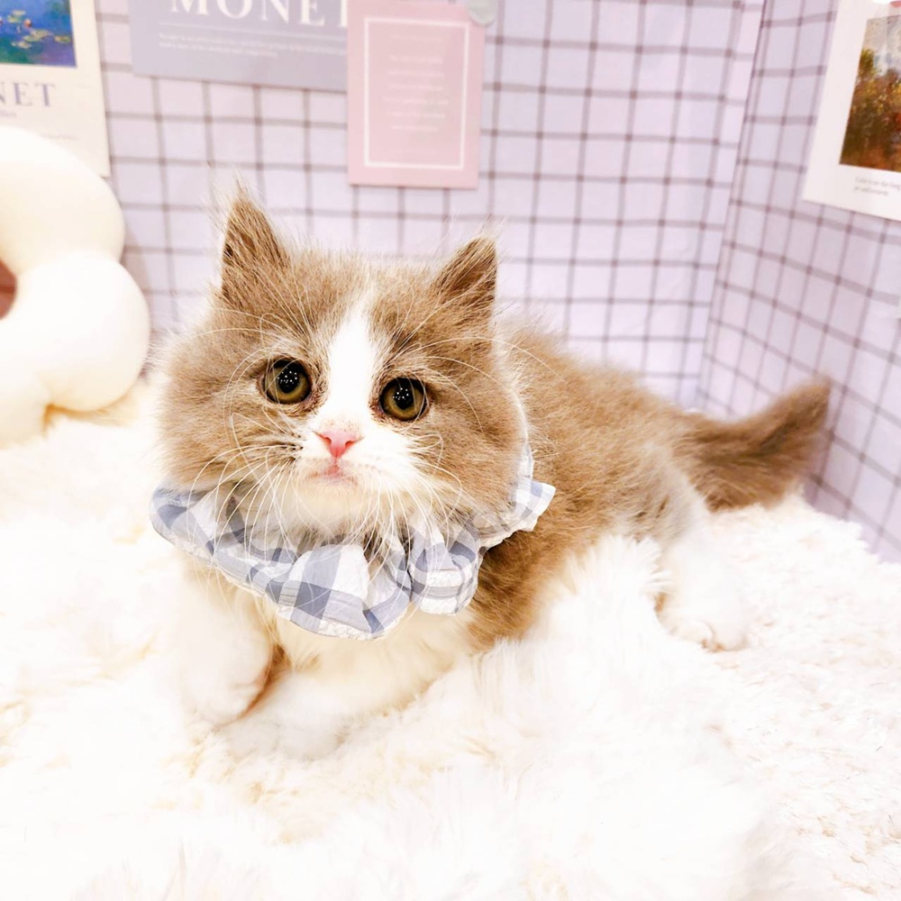 福井県のマンチカン (犬の家＆猫の里福井店/2026年4月28日生まれ/男の子/ブルーホワイト)の子猫の4枚目の画像