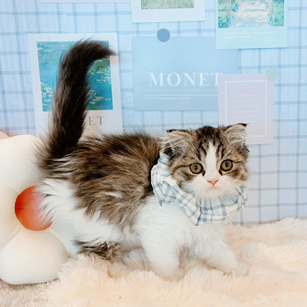 福井県のスコティッシュフォールド (犬の家＆猫の里福井店/2026年5月1日生まれ/男の子/シルバータビーホワイト)の子猫の4枚目の画像