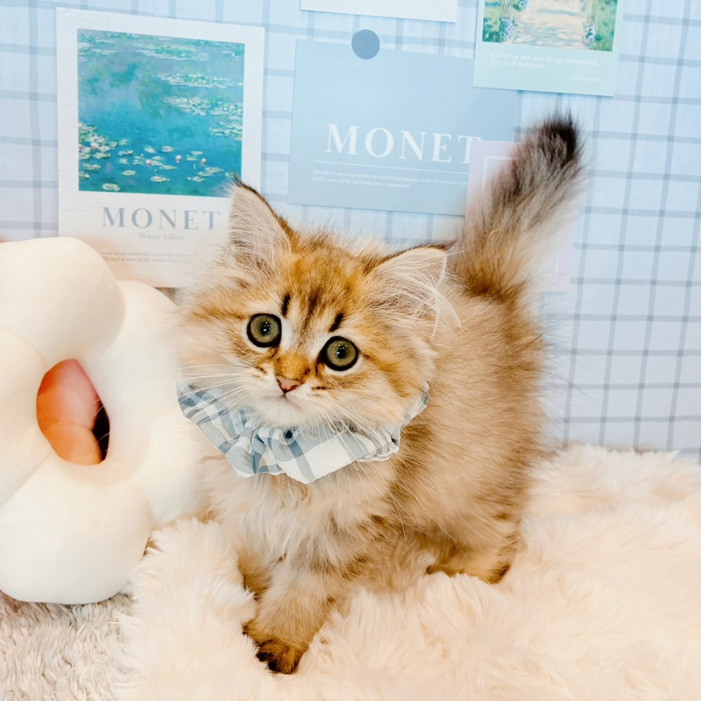福井県のペルシャ (犬の家＆猫の里福井店/2026年5月17日生まれ/男の子/チンチラゴールデン)の子猫の4枚目の画像