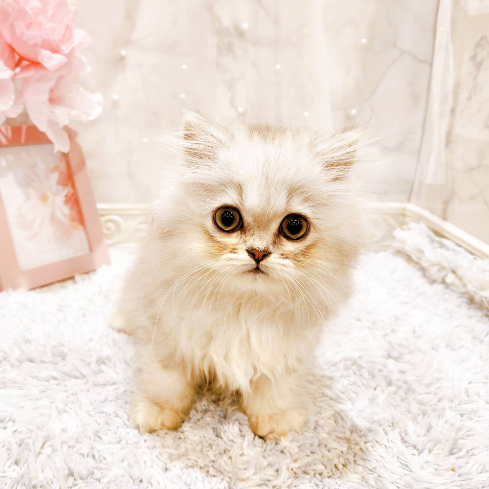 福井県のペルシャ (犬の家＆猫の里福井店/2026年6月6日生まれ/女の子/チンチラシルバー)の子猫の4枚目の画像