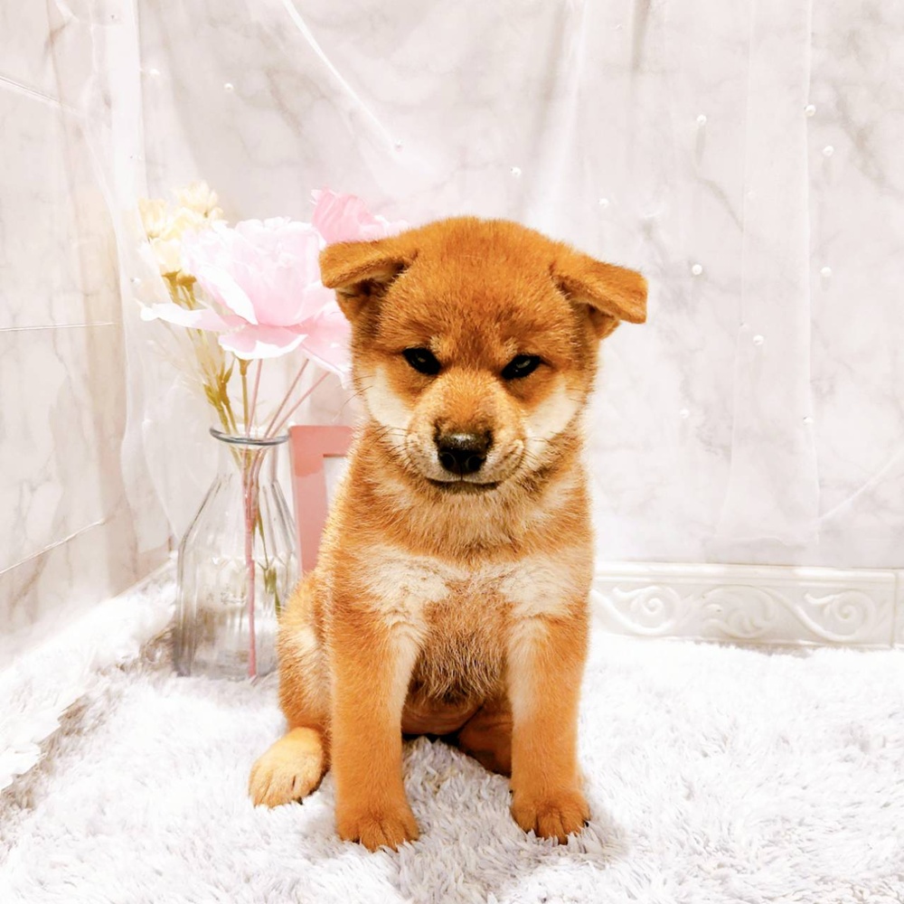 福井県の柴犬(標準サイズ) (犬の家＆猫の里福井店/2026年6月23日生まれ/女の子/赤)の子犬の1枚目の画像