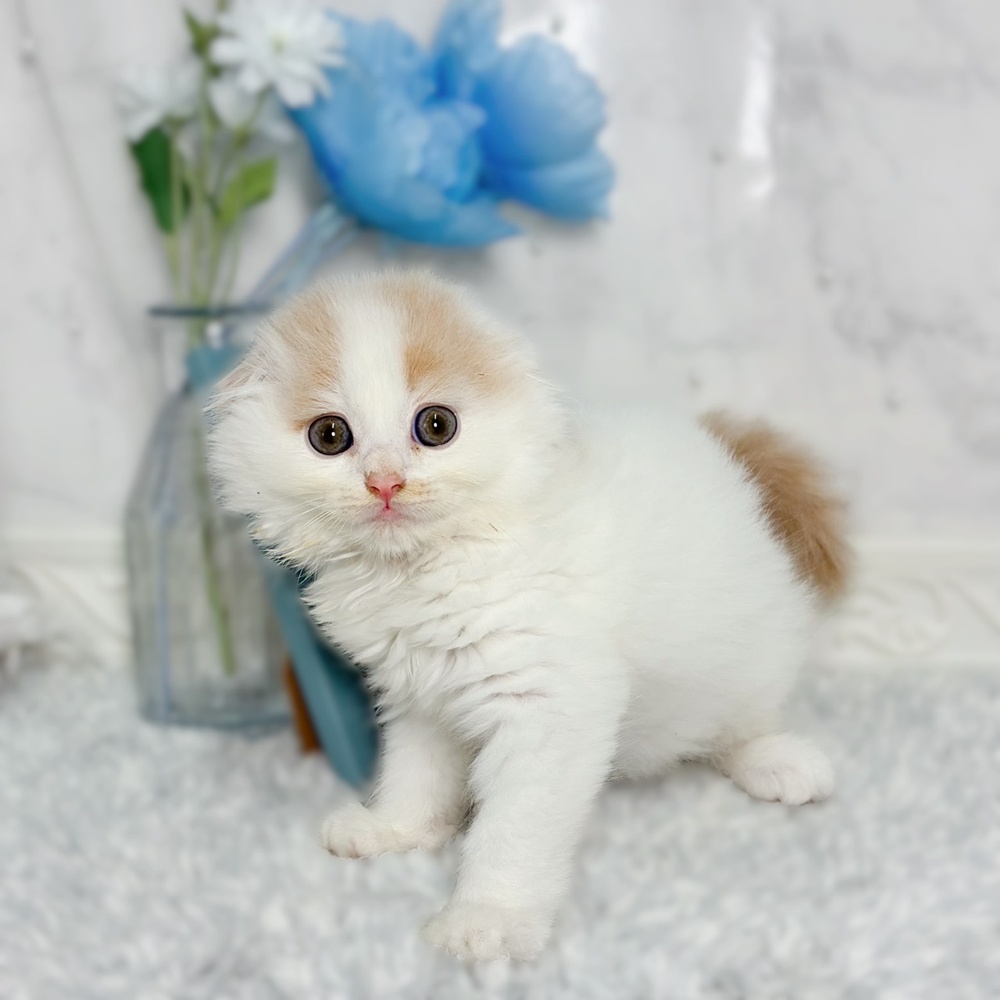 福井県のスコティッシュフォールド (犬の家＆猫の里福井店/2026年7月5日生まれ/男の子/クリームタビーホワイト)の子猫の4枚目の画像