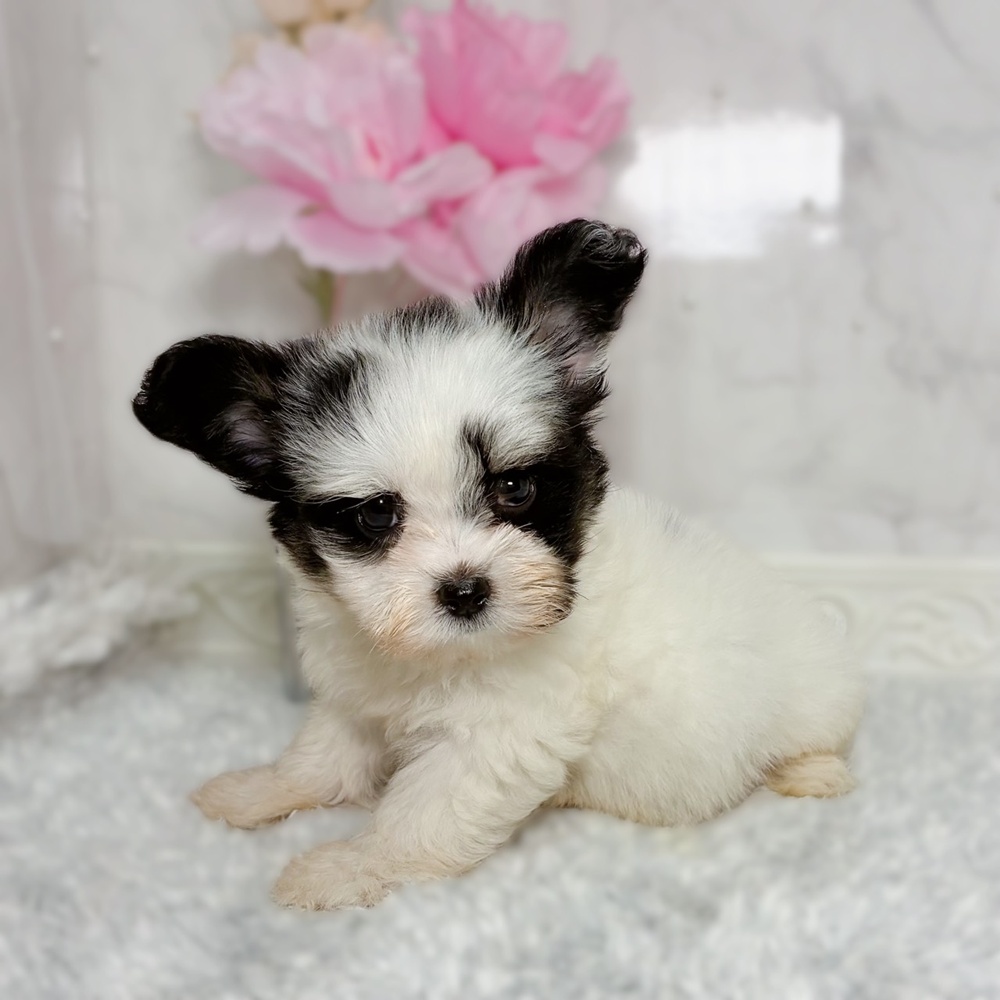 福井県のハーフ犬・ミックス犬 (犬の家＆猫の里福井店/2026年7月6日生まれ/女の子/トライカラー)の子犬の4枚目の画像