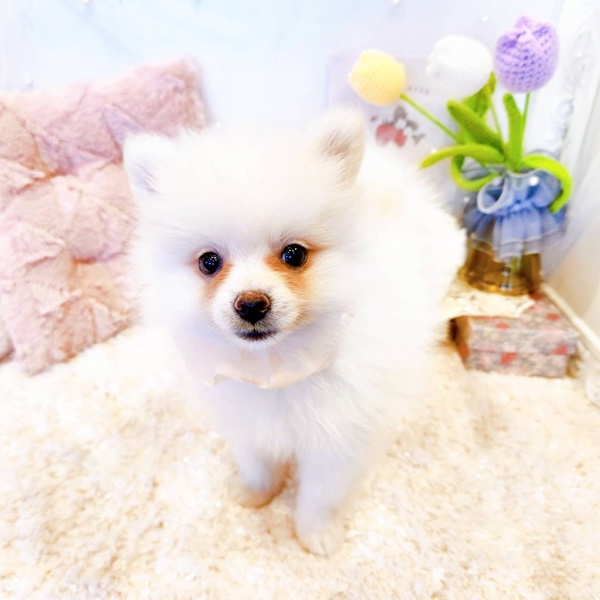 福井県のポメラニアン (犬の家＆猫の里福井店/2025年6月21日生まれ/女の子/クリーム)の子犬の4枚目の画像