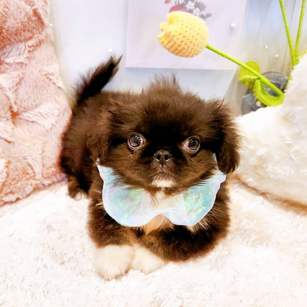 福井県のペキニーズ (犬の家＆猫の里福井店/2025年8月4日生まれ/男の子/ブラックタンホワイト)の子犬の4枚目の画像