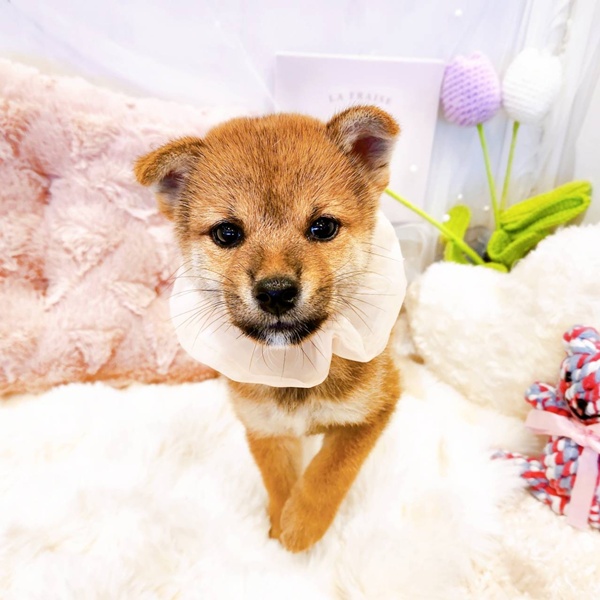 福井県の柴犬(標準サイズ) (犬の家＆猫の里福井店/2025年8月2日生まれ/女の子/赤)の子犬の4枚目の画像
