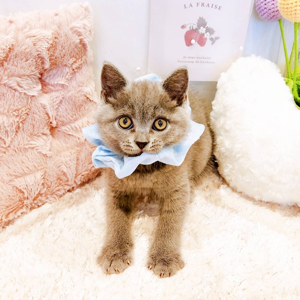 福井県のブリティッシュショートヘアー (犬の家＆猫の里福井店/2025年7月28日生まれ/男の子/ブルー)の子猫の4枚目の画像