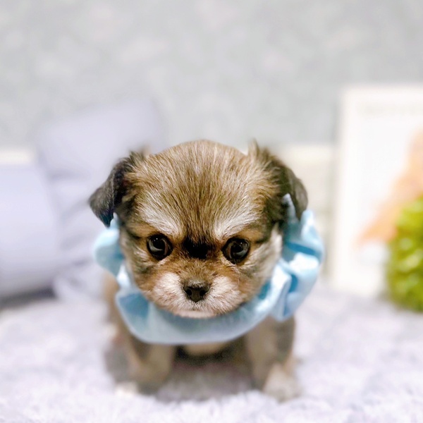 福井県のチワペキ/ペキチー/ペキチワ(チワワ×ペキニーズ) (犬の家＆猫の里福井店/2025年8月31日生まれ/男の子/フォーン)の子犬の4枚目の画像