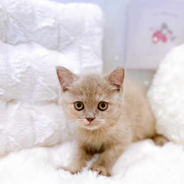 福井県のブリティッシュショートヘアー (犬の家＆猫の里福井店/2025年8月30日生まれ/女の子/ライラッククリーム)の子猫の4枚目の画像