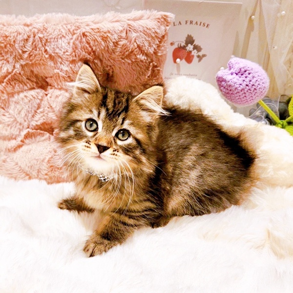 福井県のサイベリアン (犬の家＆猫の里福井店/2025年9月1日生まれ/男の子/ブラウンマッカレルタビー)の子猫の1枚目の画像