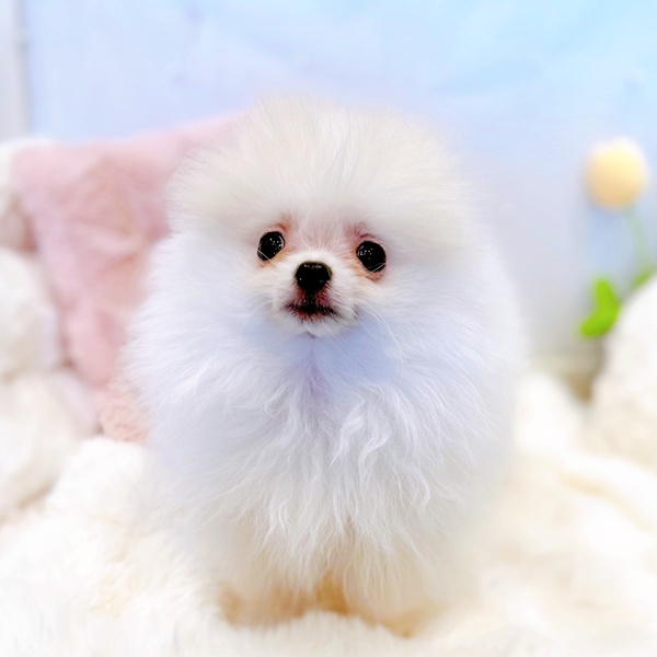 福井県のポメラニアン (犬の家＆猫の里福井店/2025年9月19日生まれ/男の子/クリーム)の子犬の4枚目の画像