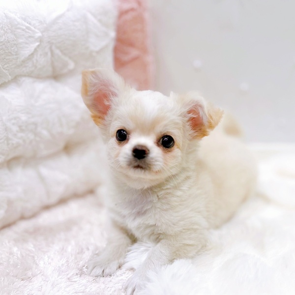 福井県のチワワ(ロング) (犬の家＆猫の里福井店/2025年10月13日生まれ/男の子/クリームホワイト)の子犬の4枚目の画像