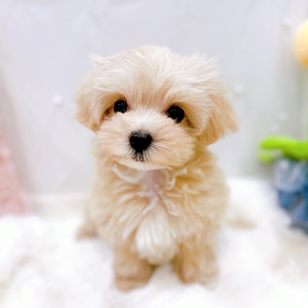 福井県のマルプー(マルチーズ×プードル) (犬の家＆猫の里福井店/2025年10月7日生まれ/女の子/クリームホワイト)の子犬の4枚目の画像