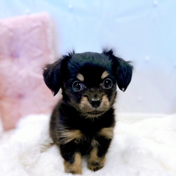 福井県のチワックス(チワワ×ダックス) (犬の家＆猫の里福井店/2025年10月12日生まれ/男の子/ブラッククリーム)の子犬の4枚目の画像