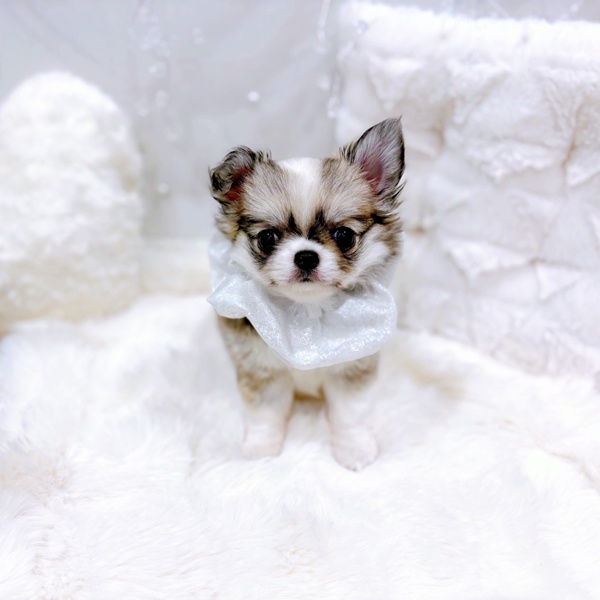 福井県のチワワ(ロング) (犬の家＆猫の里福井店/2025年10月16日生まれ/女の子/フォーンホワイト)の子犬の4枚目の画像