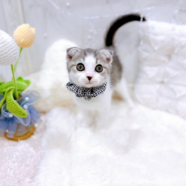 福井県のスコティッシュフォールド (犬の家＆猫の里福井店/2025年10月21日生まれ/女の子/ブルータビーホワイト)の子猫の4枚目の画像