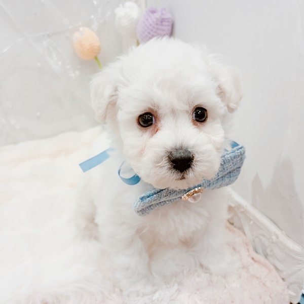 福井県のビションフリーゼ (犬の家＆猫の里福井店/2025年11月21日生まれ/男の子/ホワイト)の子犬の4枚目の画像