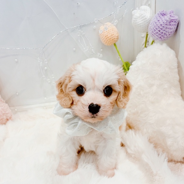 福井県のハーフ犬・ミックス犬 (犬の家＆猫の里福井店/2025年11月21日生まれ/男の子/ブレンハイム)の子犬の1枚目の画像