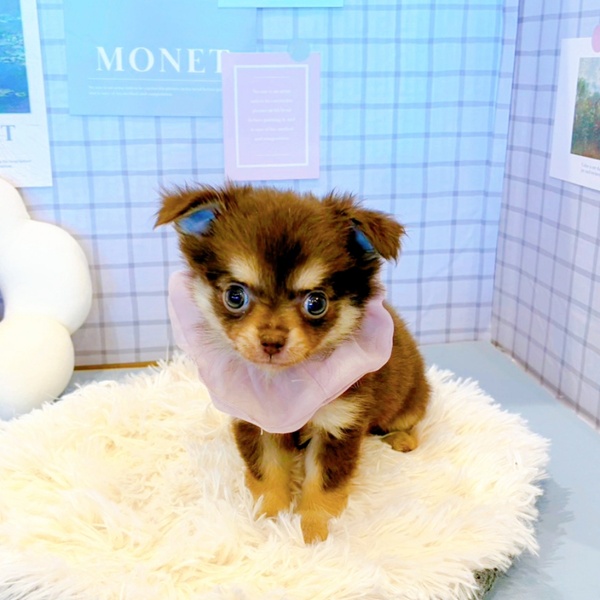 福井県のチワワ(ロング) (犬の家＆猫の里福井店/2026年2月3日生まれ/女の子/チョコレートタン)の子犬の4枚目の画像