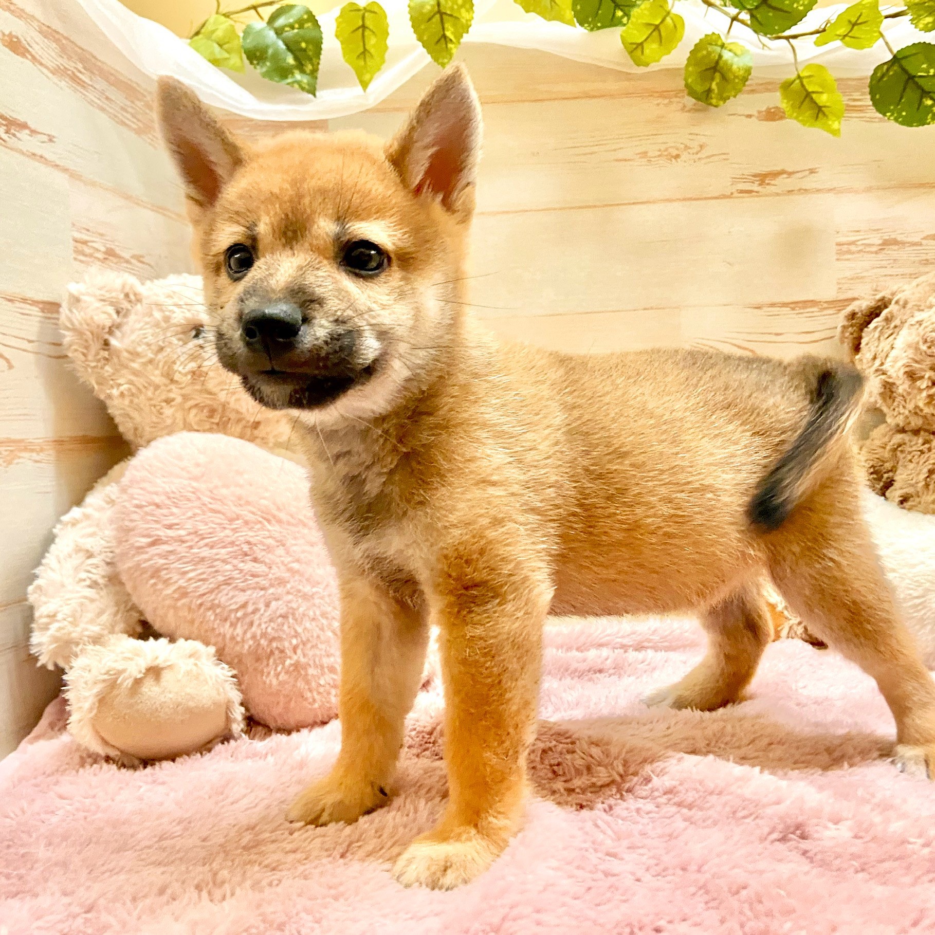 兵庫県の豆柴 (犬の家＆猫の里神戸店/2025年7月23日生まれ/男の子/赤)の子犬の4枚目の画像