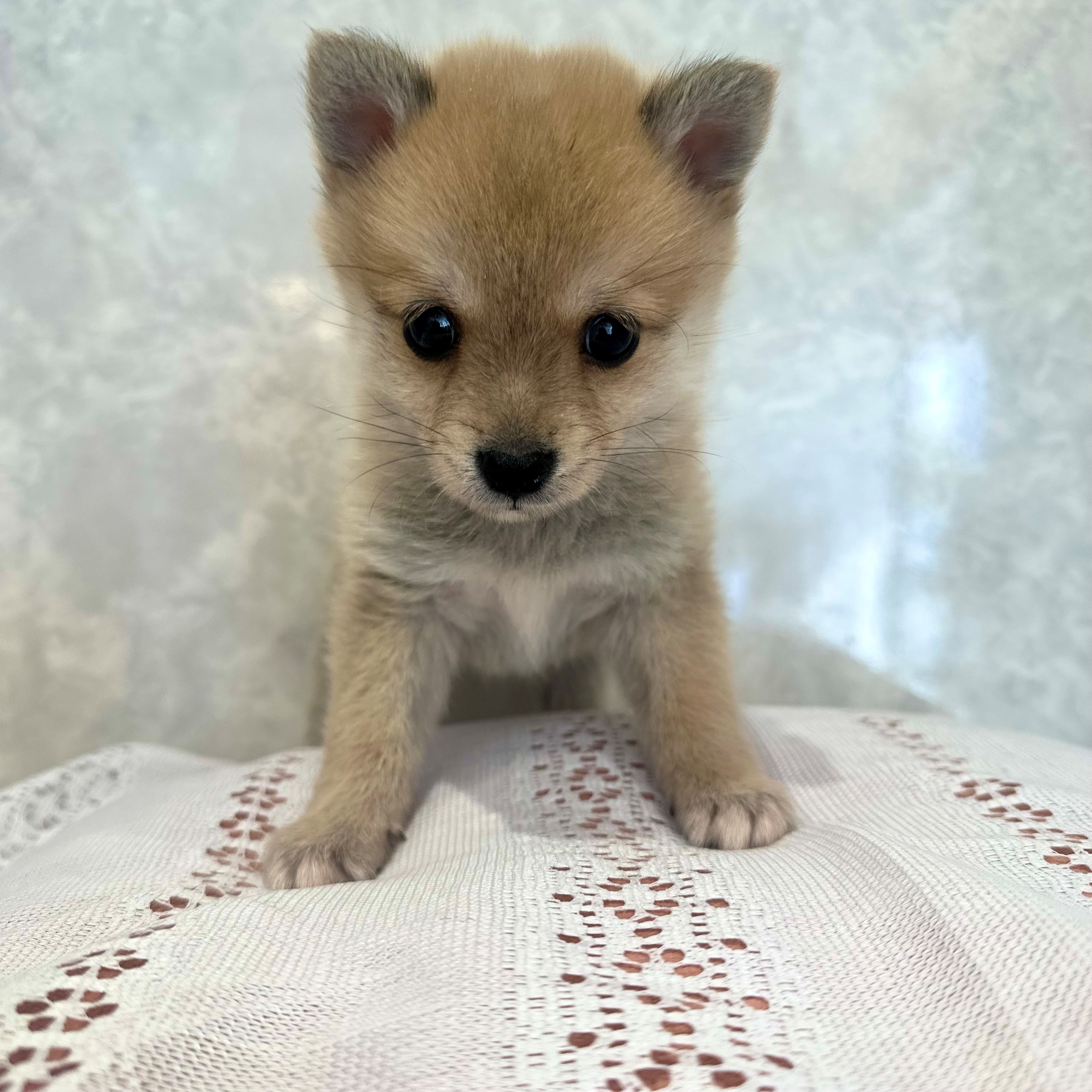 福岡県のポメ柴/豆ポメ/ポメ豆柴(ポメラニアン×柴犬) (犬の家＆猫の里くりえいと宗像店/2025年12月9日生まれ/男の子/赤)の子犬の4枚目の画像