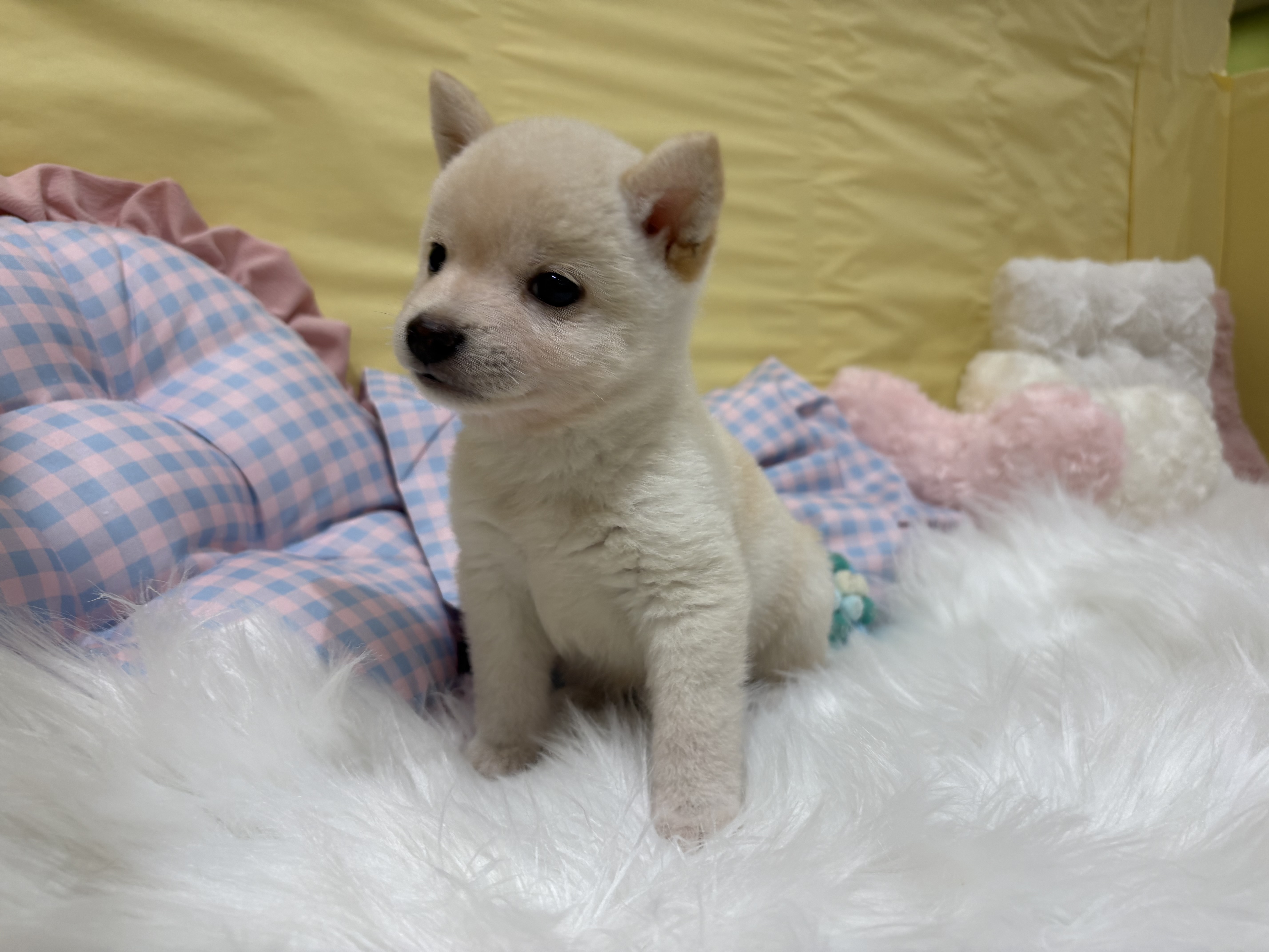 神奈川県の豆柴 (犬の家＆猫の里元住吉ブレーメン通り店/2026年6月14日生まれ/男の子/白)の子犬の4枚目の画像