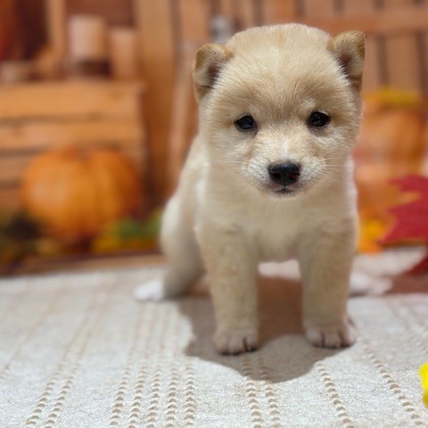 福岡県の豆柴 (犬の家＆猫の里トリアス久山店/2025年8月16日生まれ/男の子/白)の子犬の4枚目の画像
