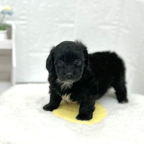 愛知県のハーフ犬・ミックス犬 (犬の家＆猫の里豊川インター店/2026年5月10日生まれ/女の子/ブラックホワイト)の子犬の4枚目の画像