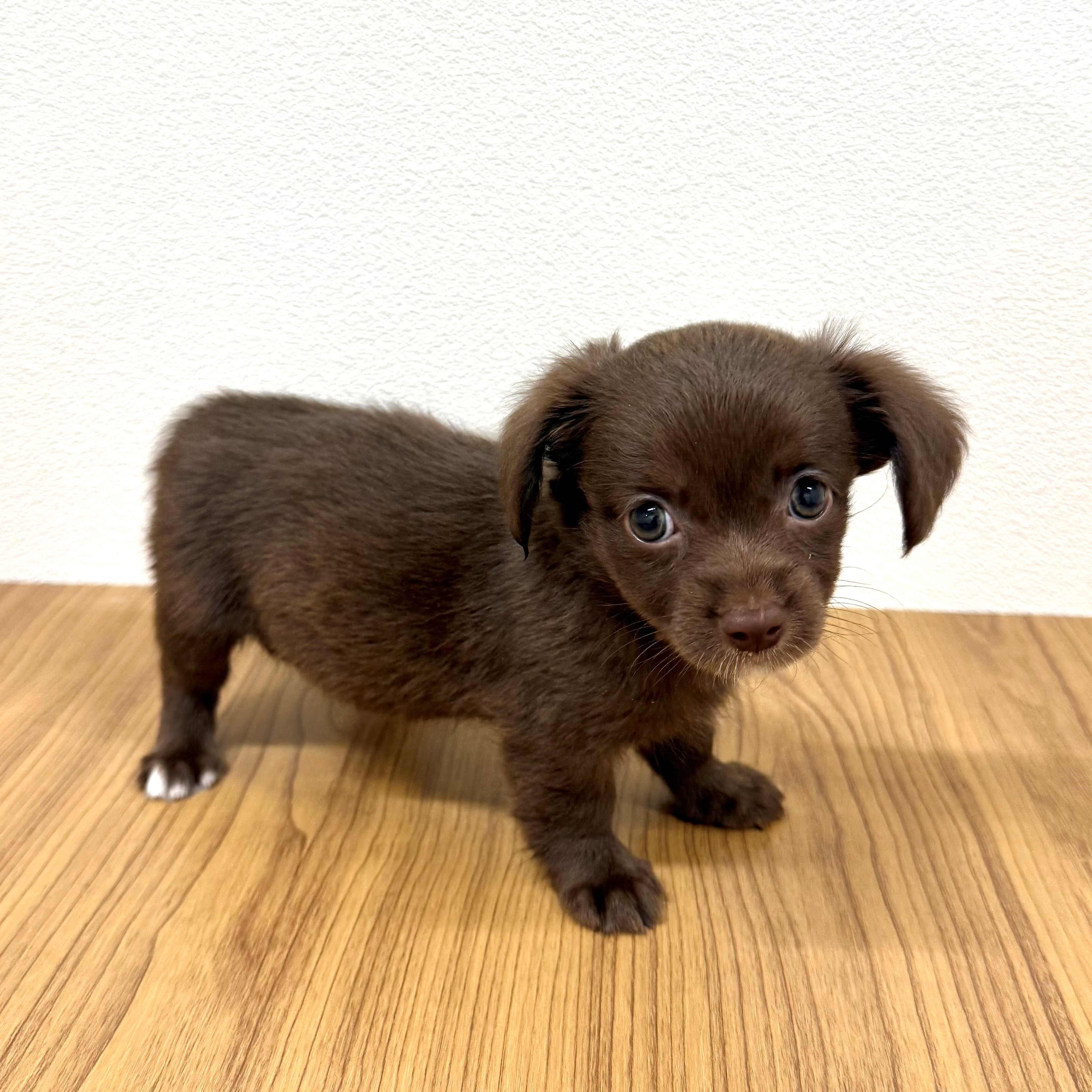 福岡県のチワックス(チワワ×ダックス) (犬の家＆猫の里トリアス久山店/2025年6月1日生まれ/女の子/チョコレート)の子犬の4枚目の画像