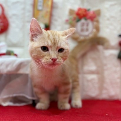 岡山県のマンチカン (犬の家＆猫の里倉敷店/2025年9月4日生まれ/男の子/レッドタビー)の子猫の4枚目の画像