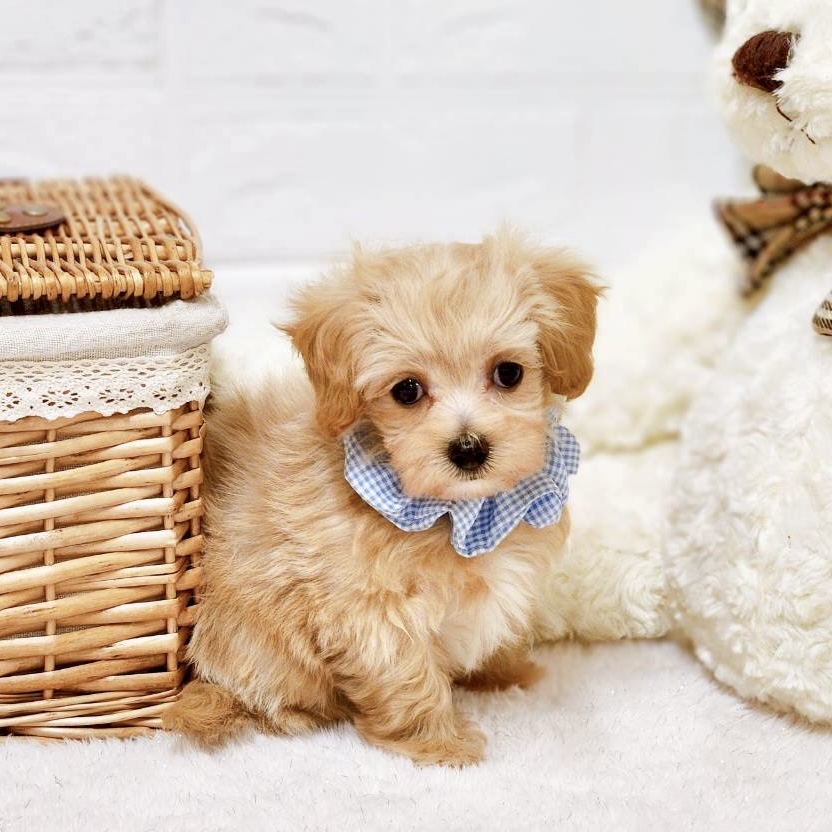 滋賀県のマルプー(マルチーズ×プードル) (犬の家＆猫の里近江八幡店/2025年10月7日生まれ/男の子/アプリコット)の子犬の4枚目の画像