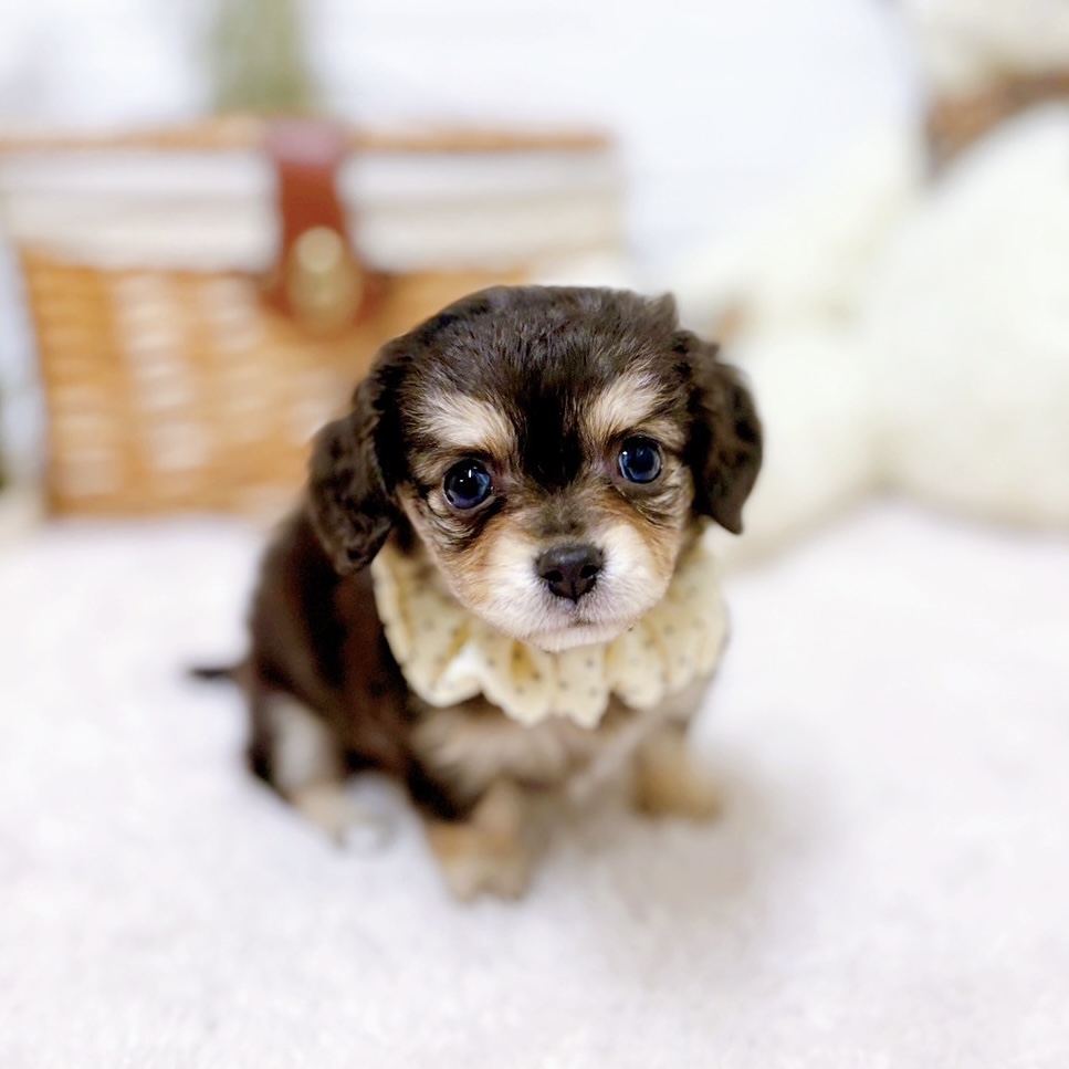 滋賀県のチワックス(チワワ×ダックス) (犬の家＆猫の里近江八幡店/2025年10月8日生まれ/女の子/チョコレートタン)の子犬の4枚目の画像