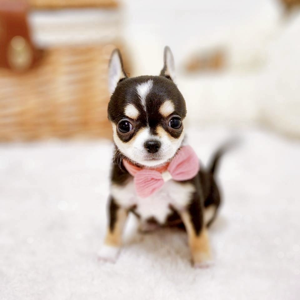 滋賀県のチワワ(スムース) (犬の家＆猫の里近江八幡店/2025年10月9日生まれ/女の子/ブラックタンホワイト)の子犬の4枚目の画像