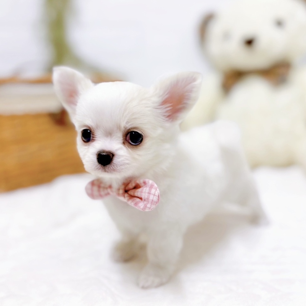 滋賀県のチワワ(ロング) (犬の家＆猫の里近江八幡店/2025年10月22日生まれ/女の子/ホワイトクリーム)の子犬の4枚目の画像