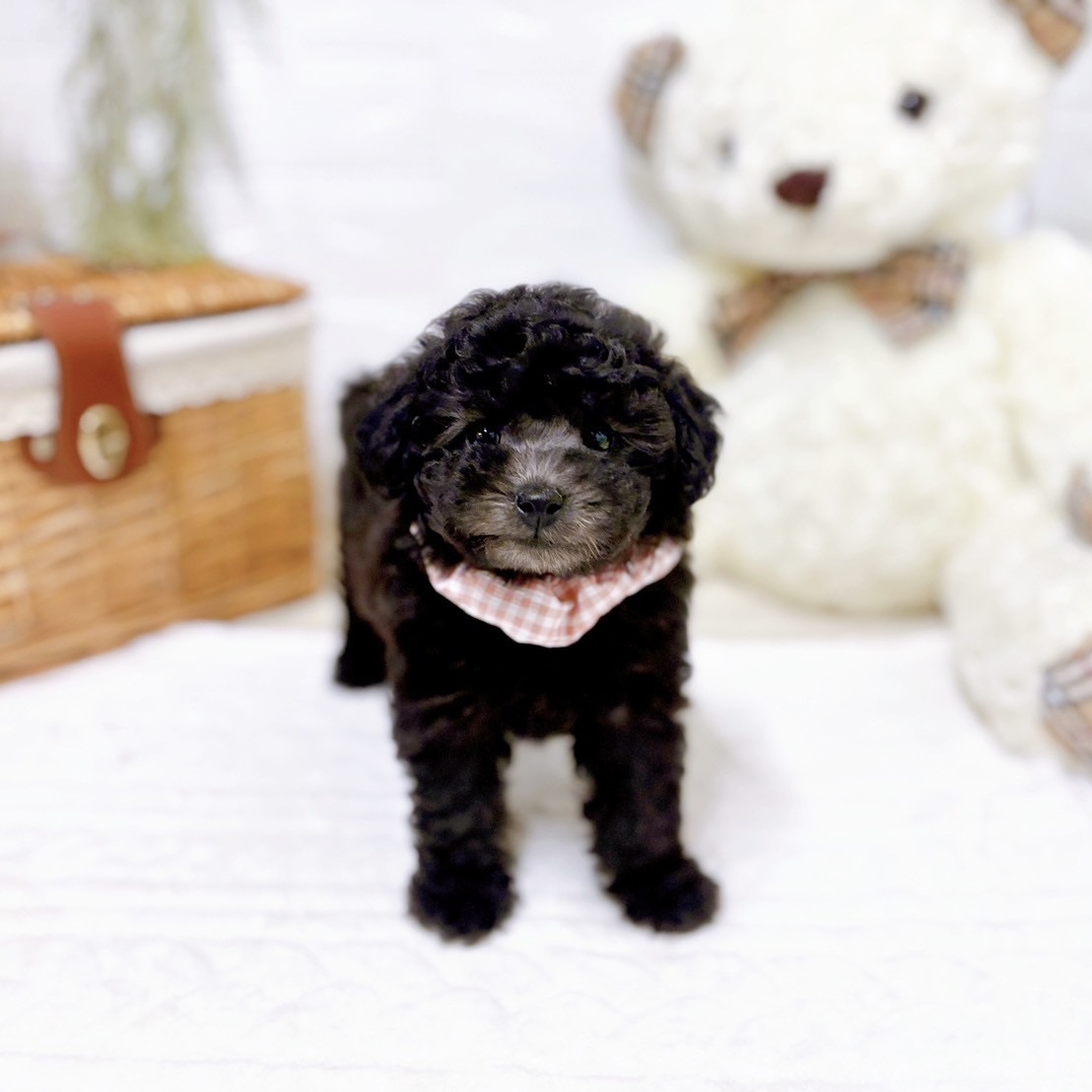 滋賀県のトイプードル(トイ) (犬の家＆猫の里近江八幡店/2025年11月8日生まれ/女の子/グレー)の子犬の4枚目の画像