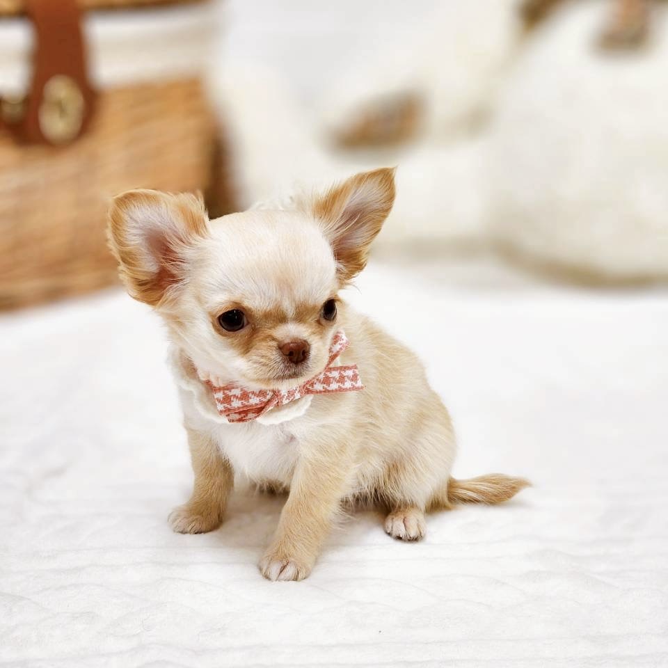 滋賀県のチワワ(ロング) (犬の家＆猫の里近江八幡店/2025年11月11日生まれ/女の子/クリーム)の子犬の4枚目の画像