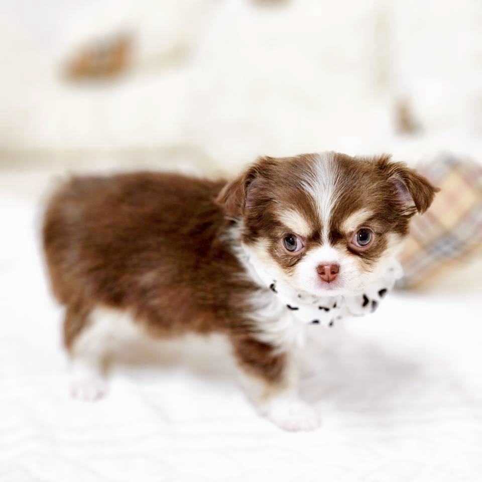 滋賀県のチワワ(ロング) (犬の家＆猫の里近江八幡店/2025年11月12日生まれ/女の子/チョコレートクリームホワイト)の子犬の4枚目の画像