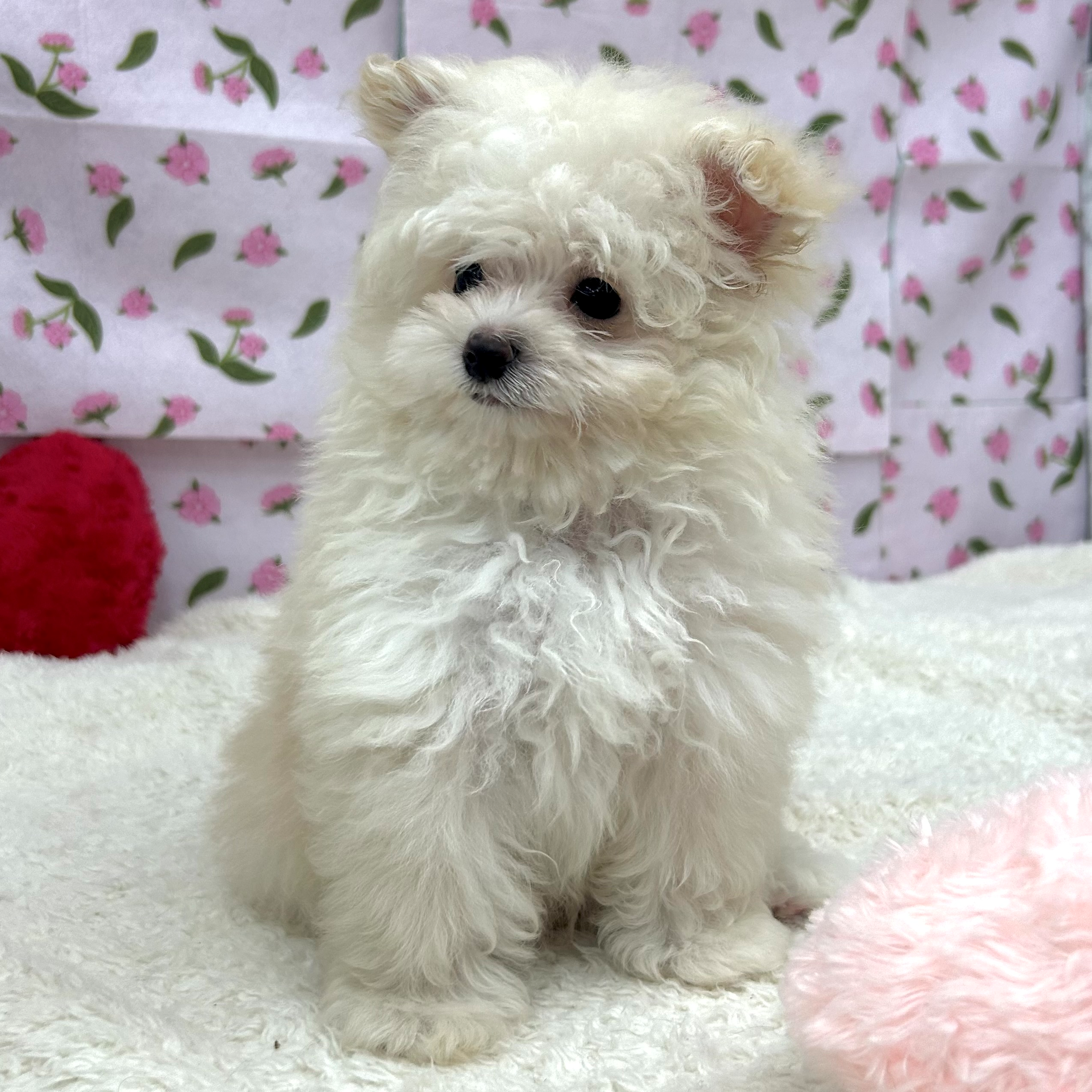 愛知県のポメプー(ポメラニアン×プードル) (犬の家＆猫の里エアポートウォーク店/2026年5月26日生まれ/男の子/クリーム)の子犬の4枚目の画像