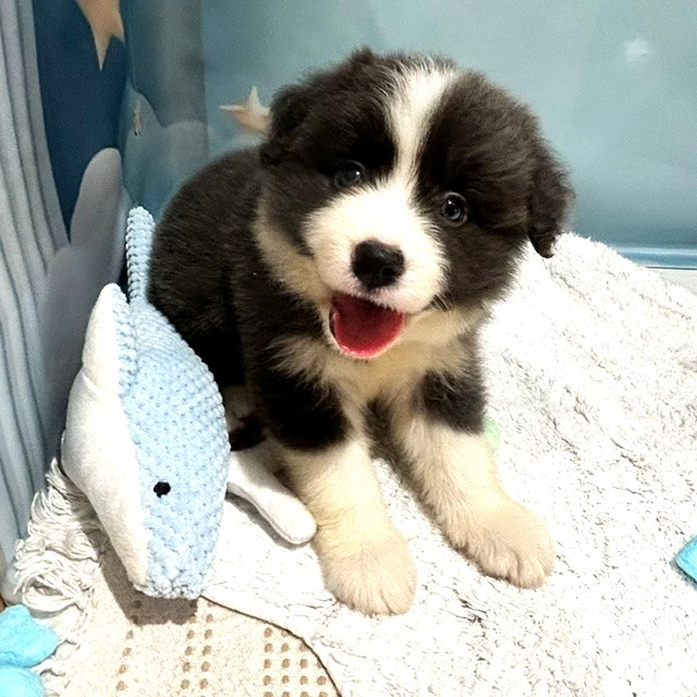 福岡県のボーダーコリー (犬の家＆猫の里トリアス久山店/2026年3月30日生まれ/女の子/ブルーホワイト)の子犬の4枚目の画像