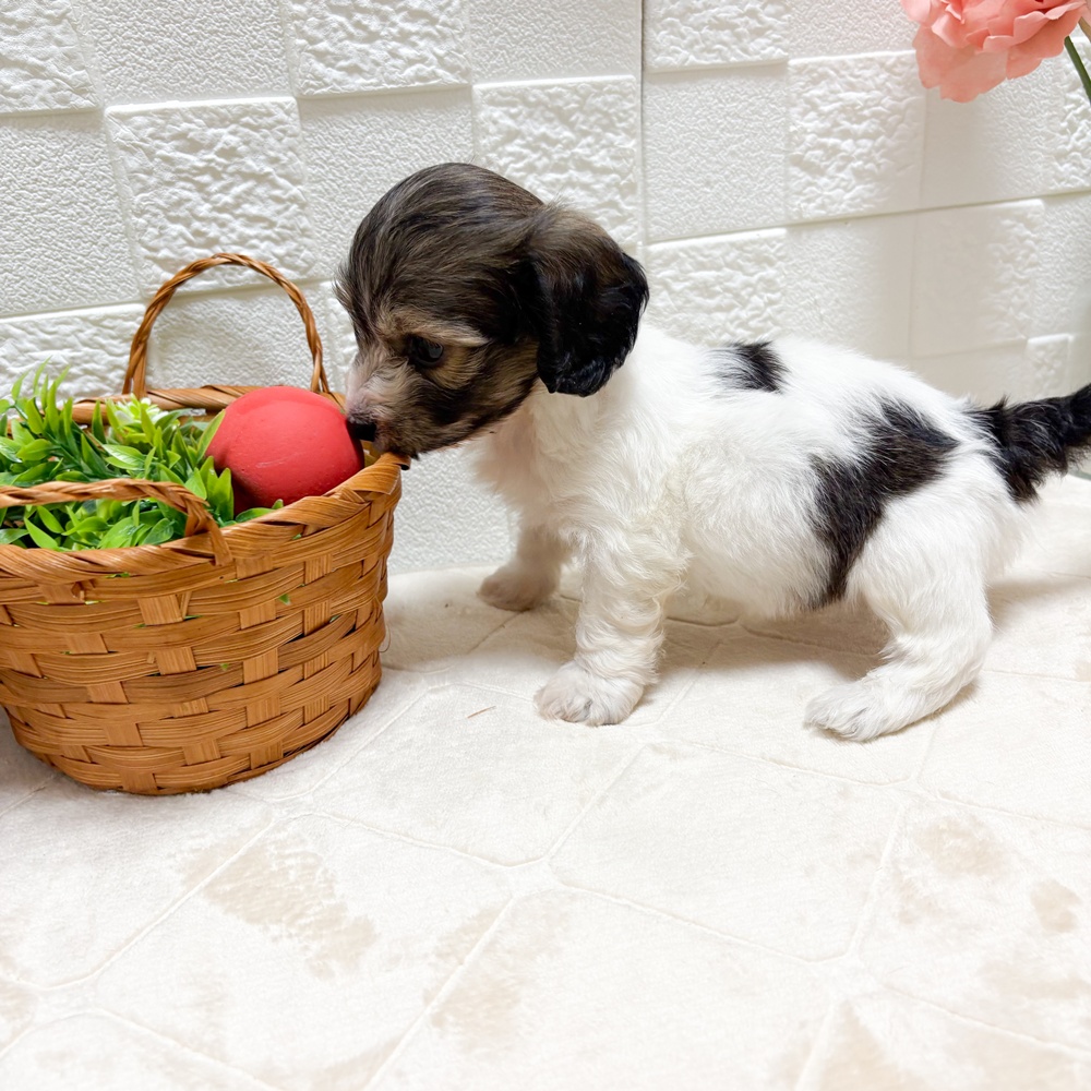 東京都のハーフ犬・ミックス犬 (犬の家＆猫の里ペットフォレスト小平店/2026年7月7日生まれ/男の子/レッドホワイト)の子犬の4枚目の画像