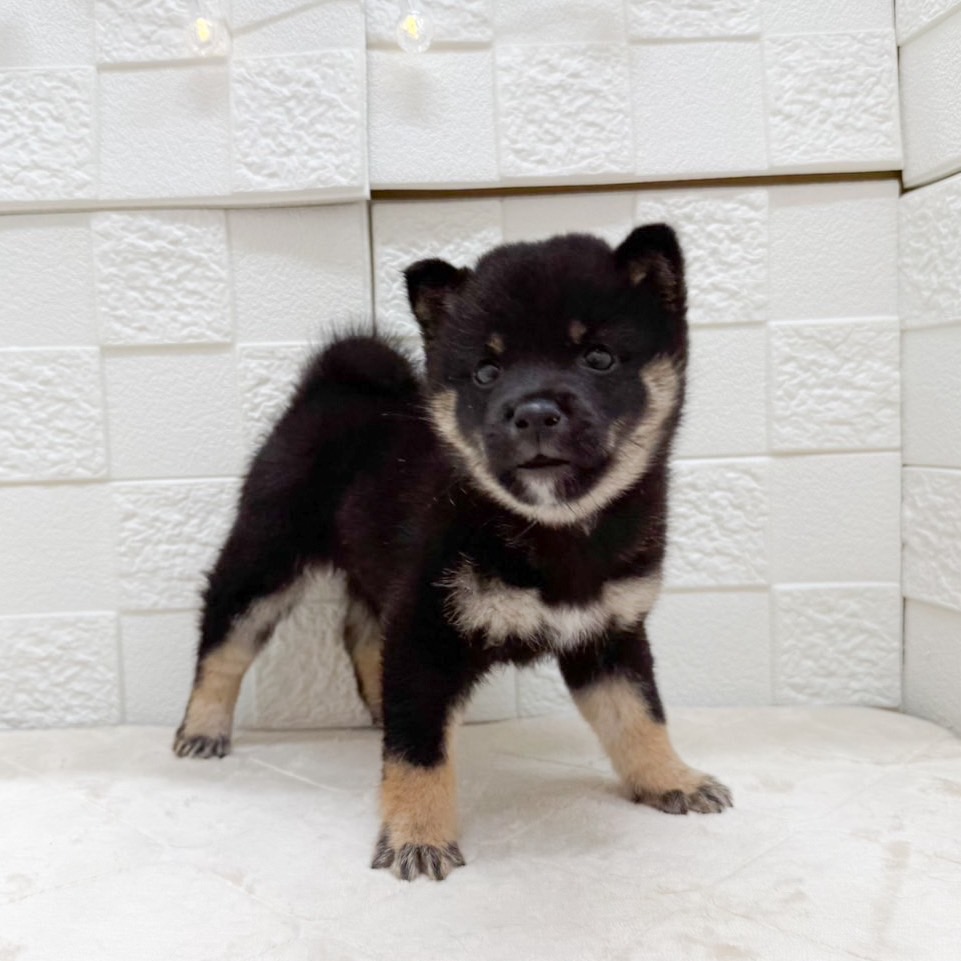 東京都の豆柴 (犬の家＆猫の里ペットフォレスト小平店/2026年8月4日生まれ/女の子/黒)の子犬の4枚目の画像