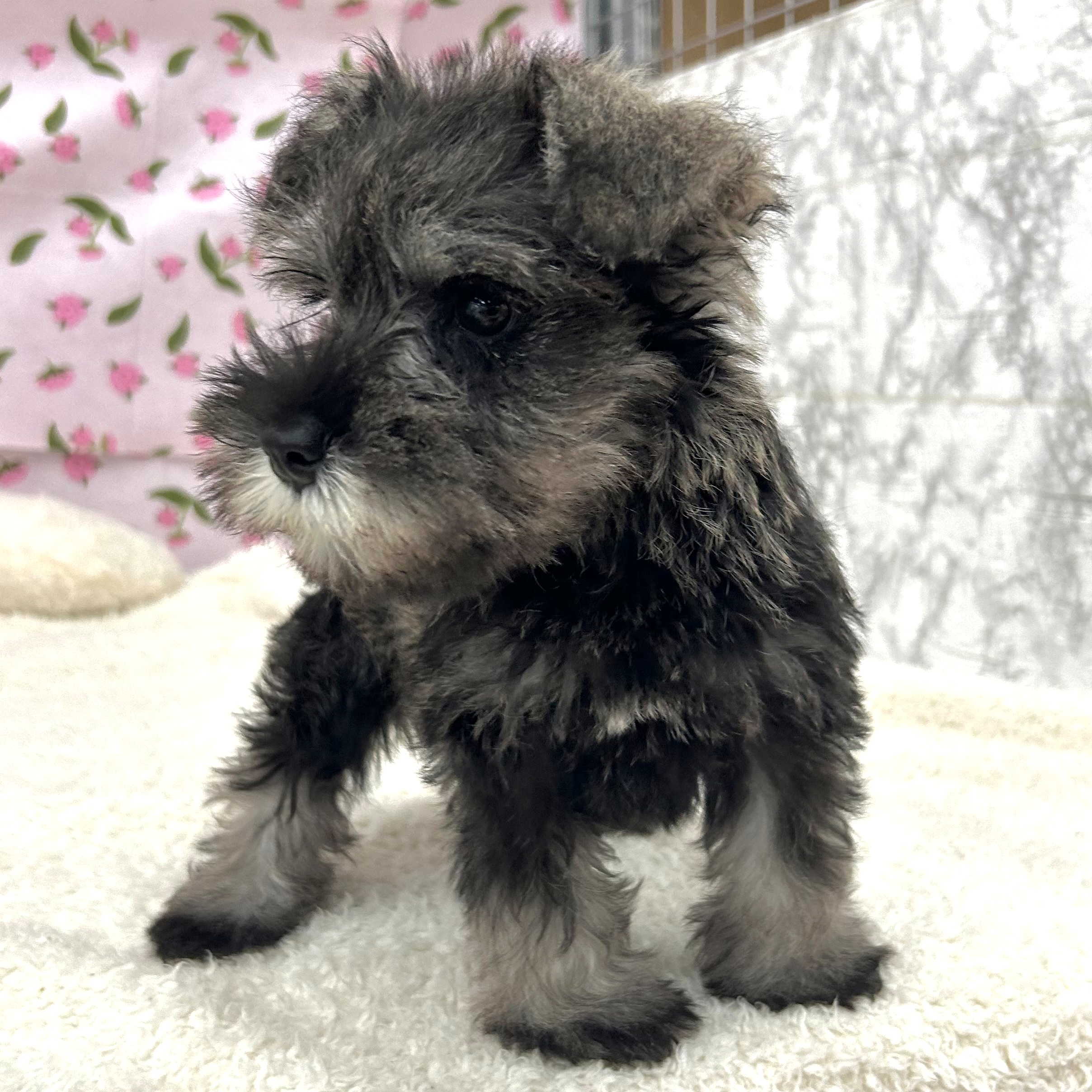 愛知県のミニチュアシュナウザー (犬の家＆猫の里エアポートウォーク店/2026年5月11日生まれ/男の子/ソルトペッパー)の子犬の4枚目の画像
